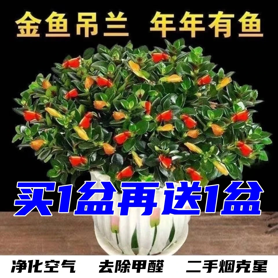 买一盆送一盆金鱼吊兰花卉盆栽绿植物四季常青办公室内外好养盆景