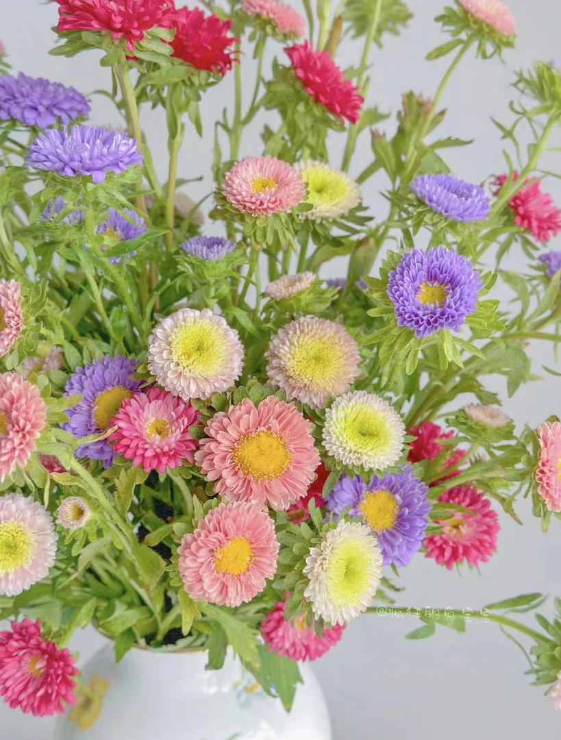 【一品花集】【翠菊】小菊10支