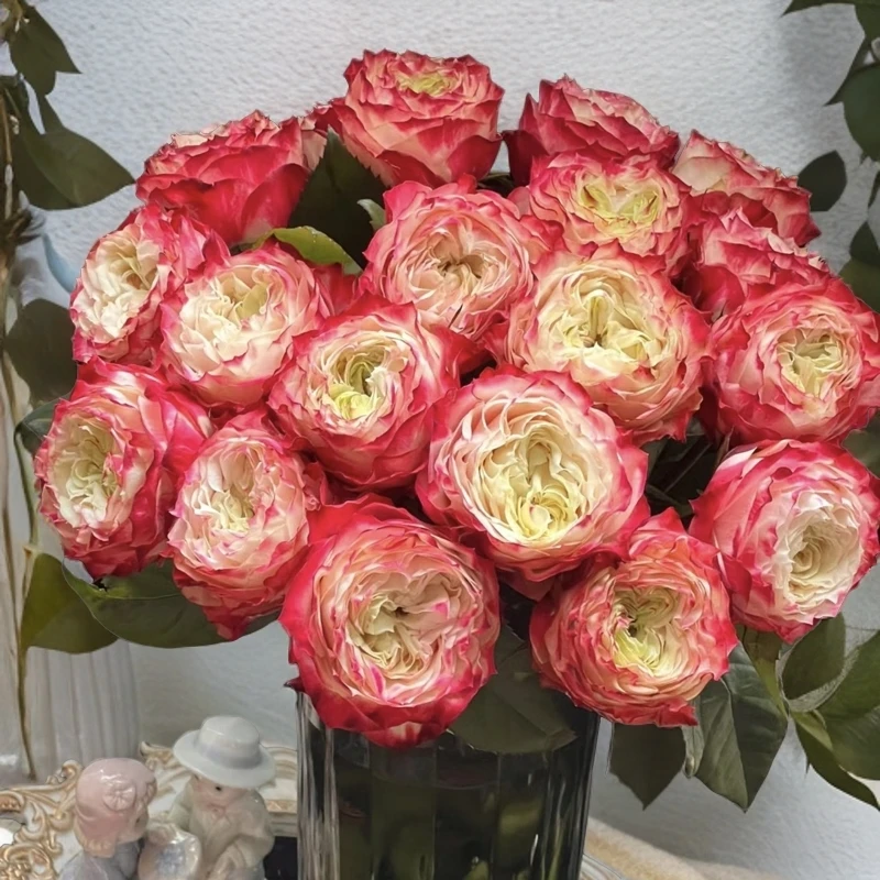 【一品花集】【苹果杰克】玫瑰鲜切花