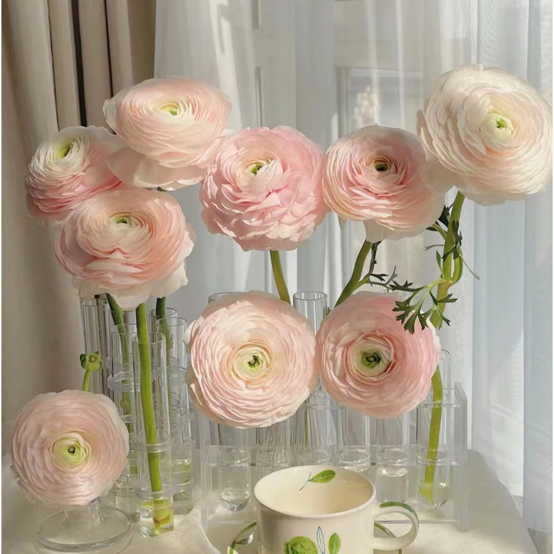 【一品花集】【河内】洋牡丹-云南昆明基地直发家用鲜花