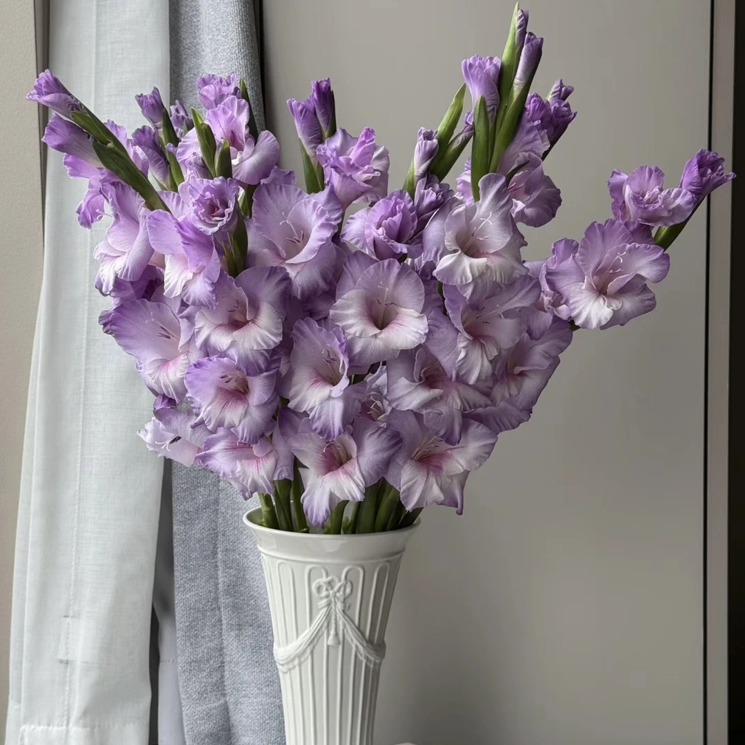 【一品花集】【诺帝卡】剑兰 云南昆明基地直发家用鲜花