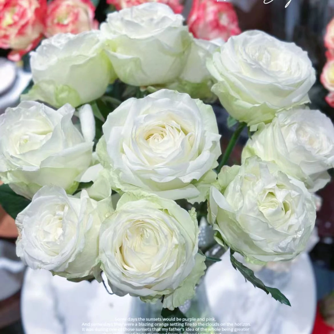 【一品花集】【初冬情人】单头玫瑰花型优秀鲜切花全场 一单包邮