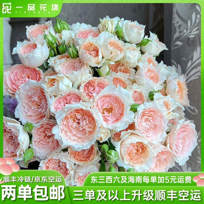 【一品花集】杏色拉拉队多头玫瑰稀有品种 娇俏杏粉全场满两单包邮