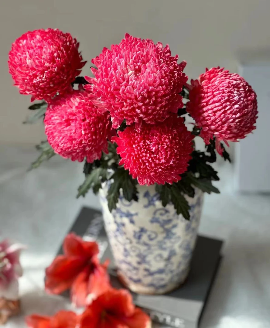 【一品花集】【鲑鱼】红色高端牡丹菊花期待机王任意全场满1单包邮