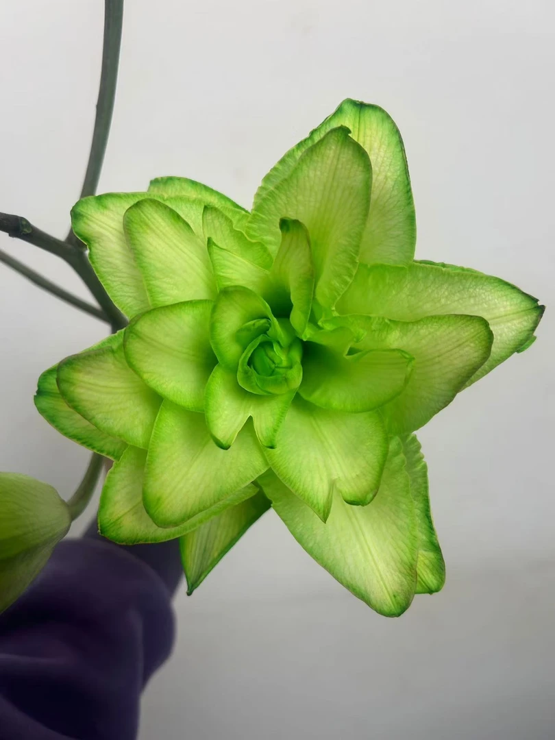 【一品花集】【绿翡翠】重瓣百合好养花期长任意鲜切花满一·单包邮