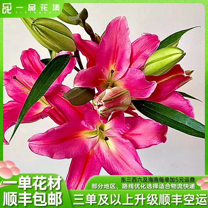 【一品花集】【火石】单瓣百合意发货鲜花全场满一单顺丰包邮