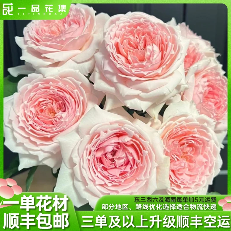 【一品花集】【稀有】【仁爱公主】单头玫瑰粉嫩温柔全场满一单顺丰包邮