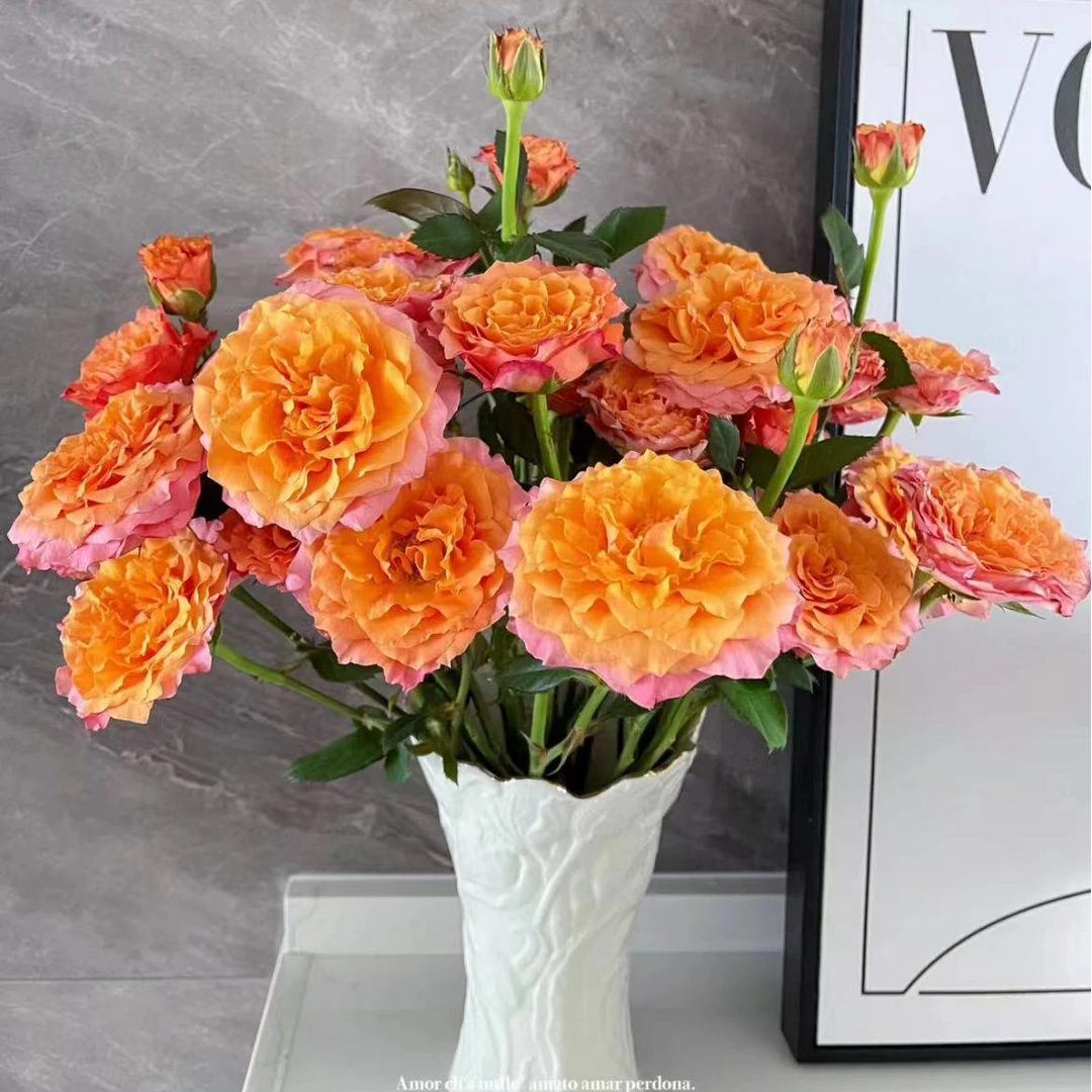 【一品花集】【火灵鸟】多头玫瑰 云南昆明基地直发家用鲜花