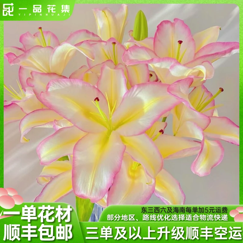 【一品花集】【彩虹】多头单瓣百合 复色梦幻 一单顺丰包邮