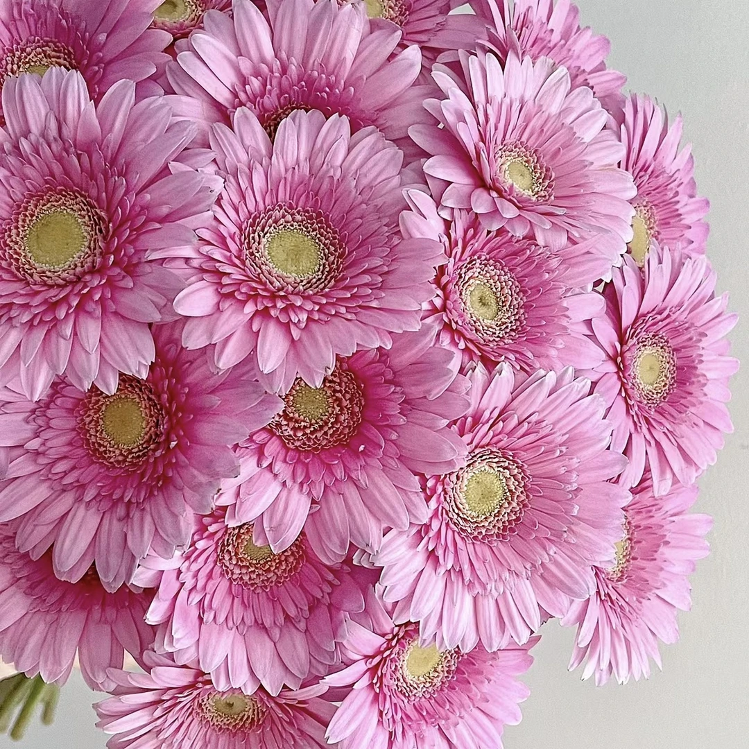 【一品花集】【冰玉】非洲菊