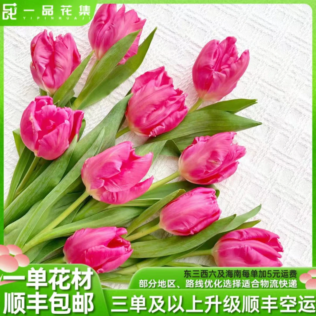 【一品花集】郁金香【天秤】全场满一单顺丰包邮