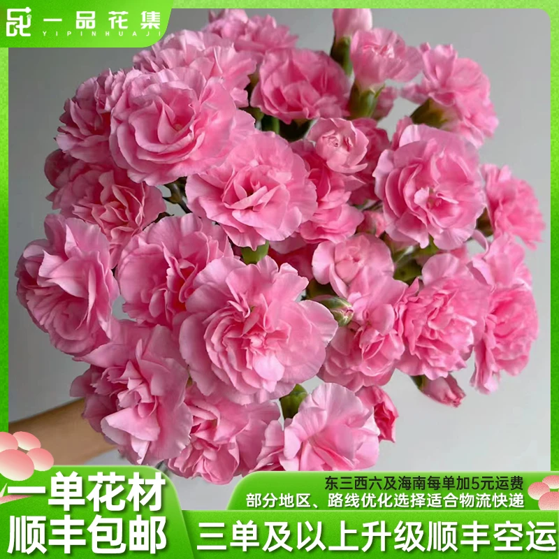 【一品花集】【少女时代】多头康乃馨精选 一单顺丰包邮
