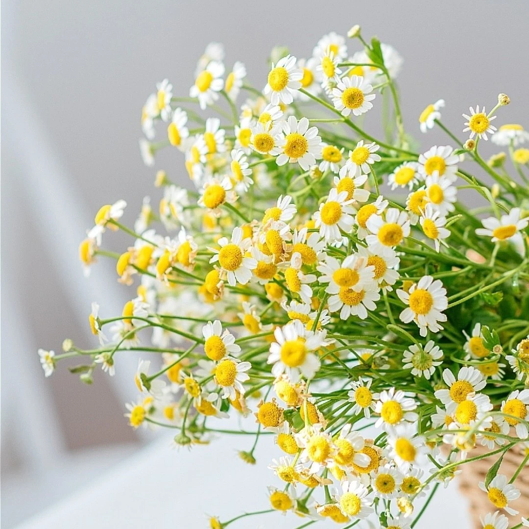 【一品花集】【洋甘菊】1扎