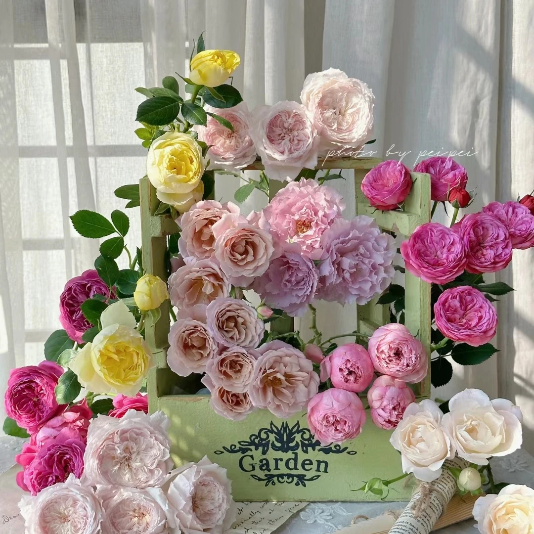 【一品花集】混色多头玫瑰