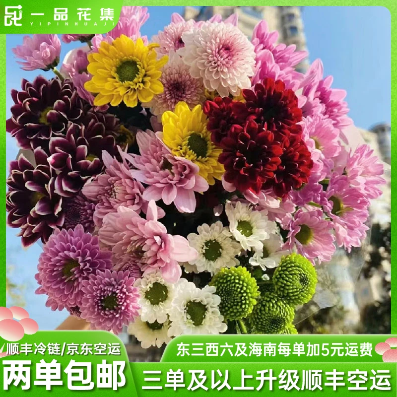 【一品花集】五彩缤纷混色小菊10支【夏天易养护】全场任意满两单包邮
