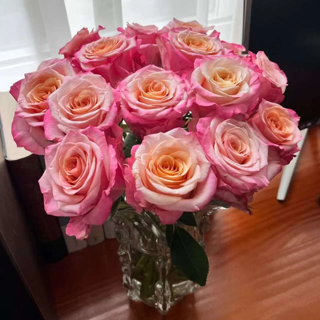 【一品花集】【贾布鲁尼】单头玫瑰鲜切花  一单顺丰包邮