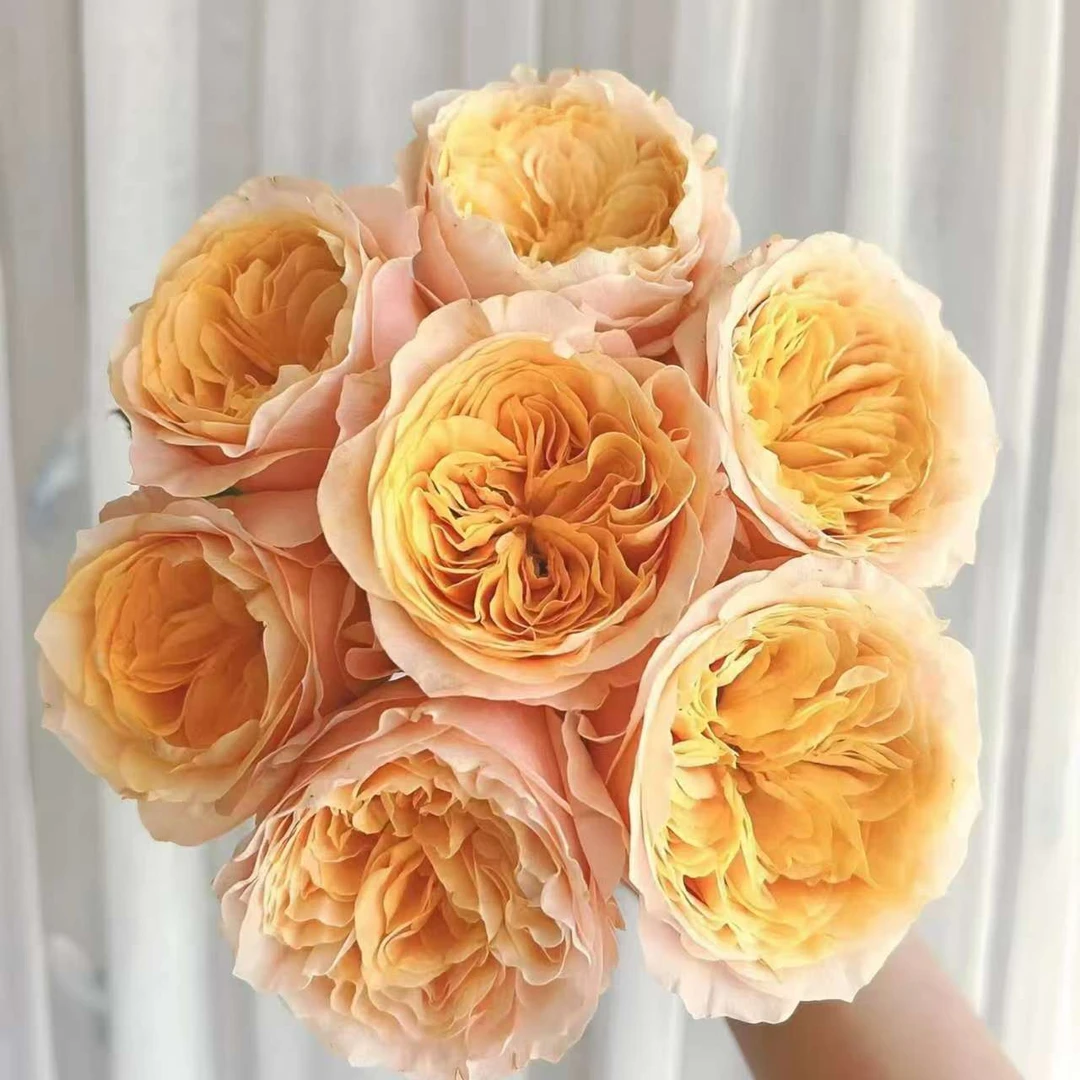 【一品花集】【入梦】单头玫瑰