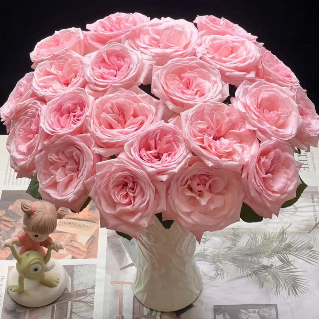 【一品花集】香香甜甜【粉荔枝】单头玫瑰 云南昆明基地直发家用鲜花