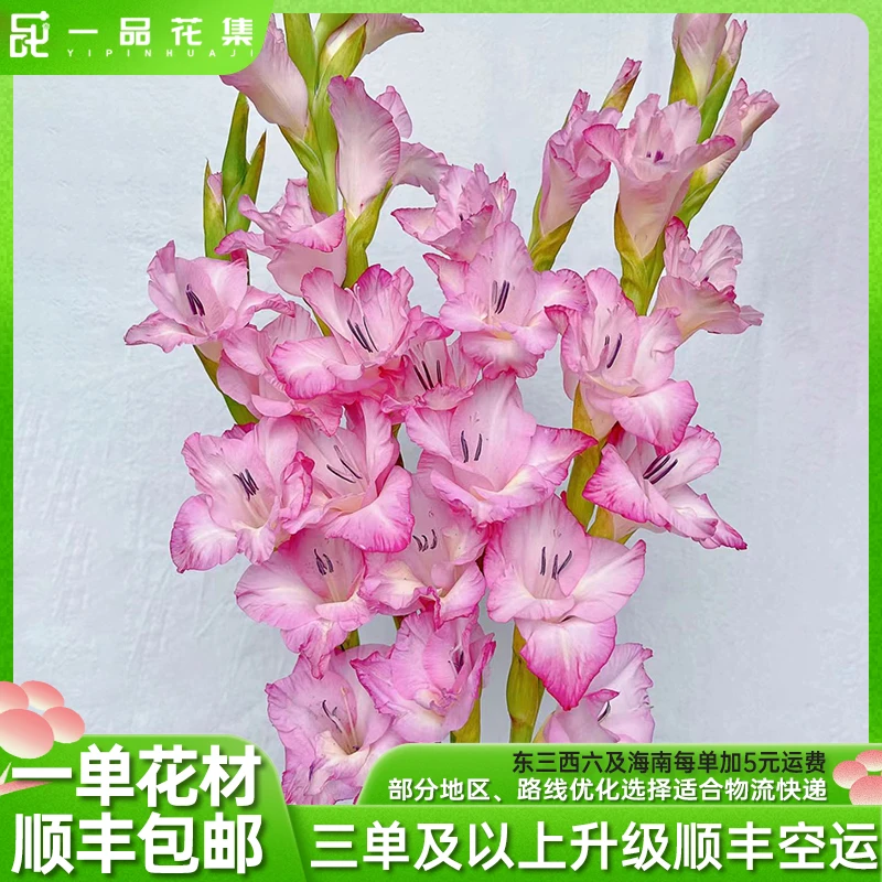 【一品花集】【花边】剑兰一扎 鲜切花 一单顺丰包邮