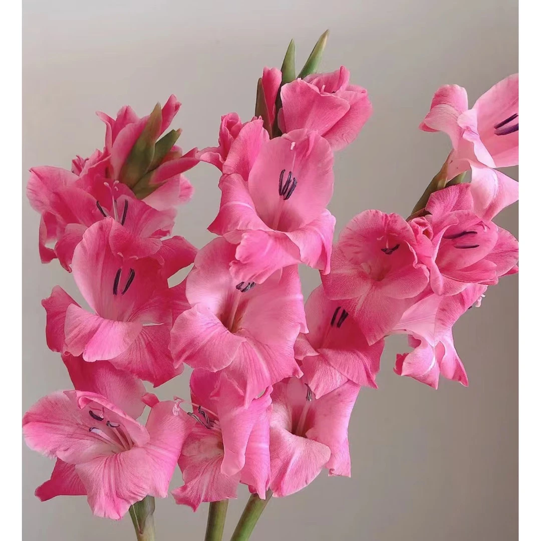【一品花集】【皇家玫瑰】剑兰一扎鲜切花 全场任意鲜花满1单包邮