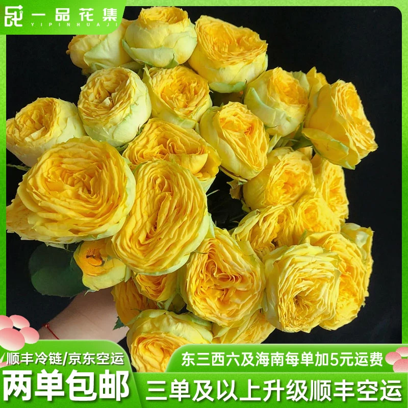 【一品花集】【芝士奶球】多头玫瑰全场任意鲜花满两单包邮