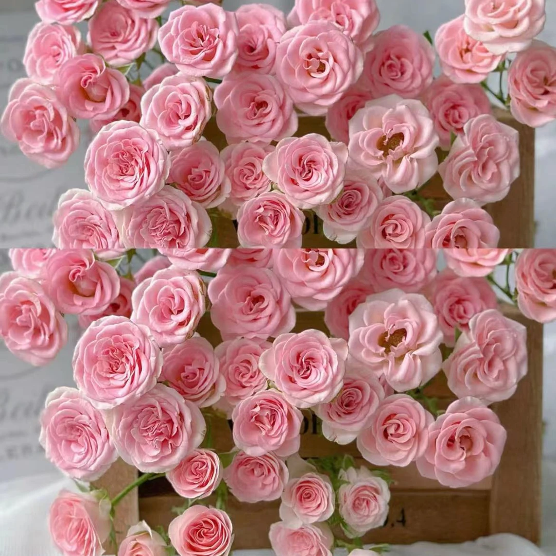 【一品花集】【心情】多头玫瑰 云南昆明基地直发家用鲜花