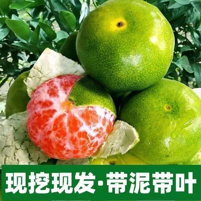 特早熟青皮蜜桔日南一号嫁接无籽橘子树苗南北方耐寒盆栽果树苗