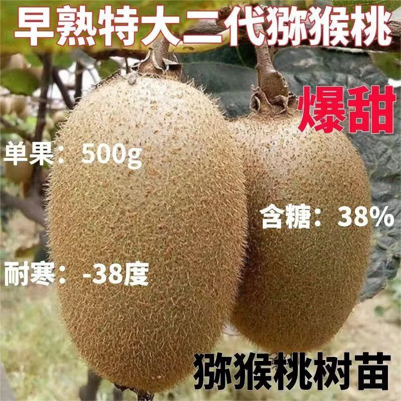 特大红心猕猴桃树苗耐寒嫁接苗猕猴桃盆栽地栽南方北方种植果树苗