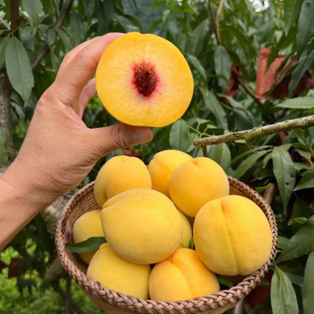 早熟水蜜桃树苗南方北方种植树苗嫁接特大黄桃树当年结果桃树果苗