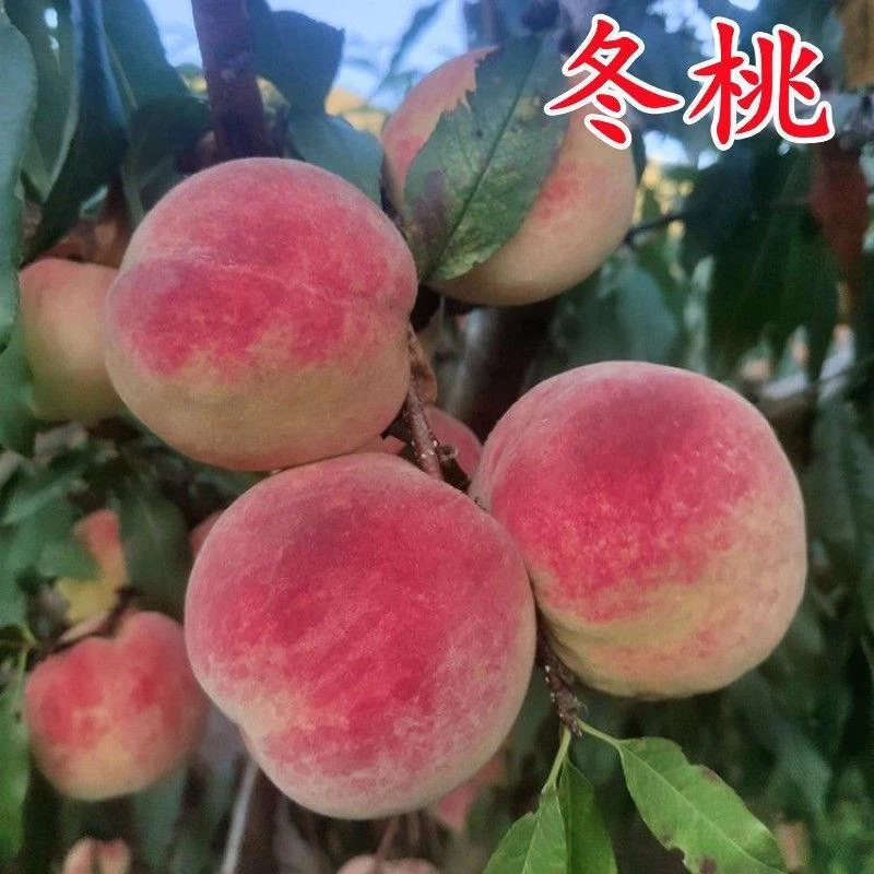 新品种晚熟桃树苗巨型冬桃树苗中华桃王嫁接冬桃苗盆栽地栽果树苗