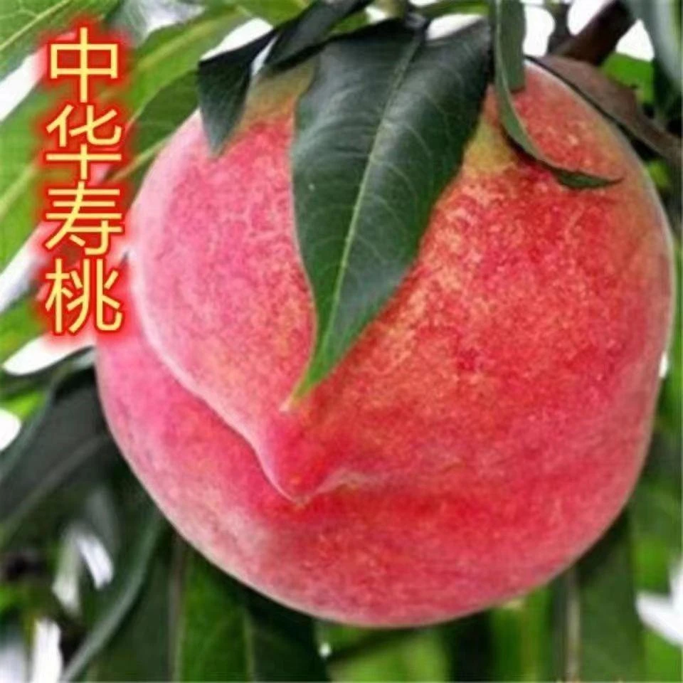 嫁接桃树苗新品种特大中华寿桃树苗南方北方种植盆栽地栽当年结果