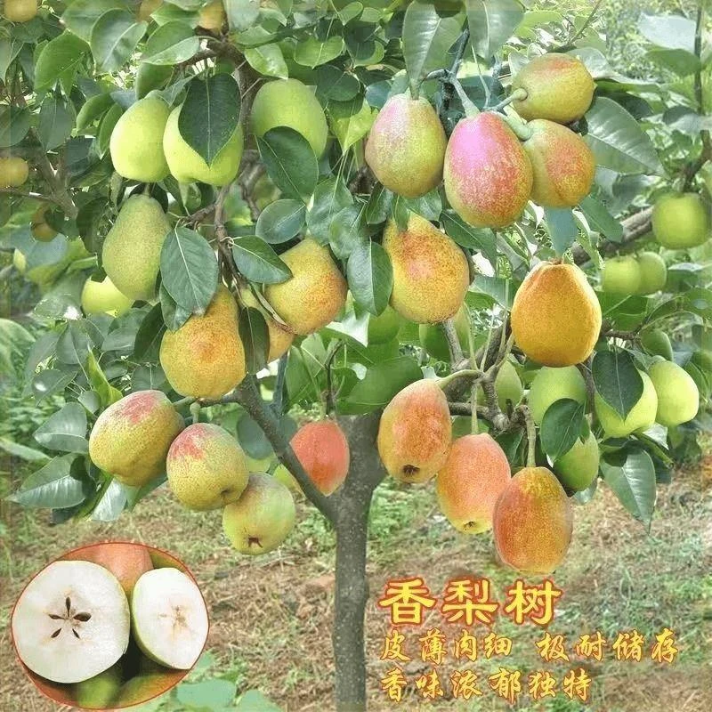 嫁接梨树苗+库尔勒香梨树苗+新疆香梨果树苗当年结果南方北方种植