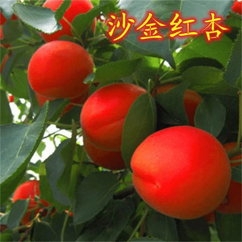 新品种耐寒特大果沙金红杏树苗嫁接果树南方北方种植晚熟杏子树苗