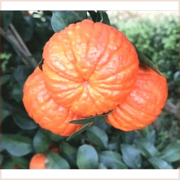 新品种橘子苗 南瓜桔树苗 红美人柑橘树苗南北方地栽盆栽当年结果