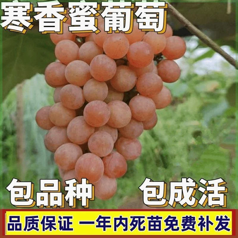 寒香蜜葡萄苗南北方庭院地栽特大爬藤果树苗盆栽嫁接无核当年结果