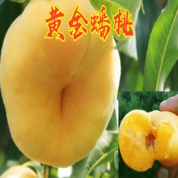 黄金蟠桃树苗嫁接黄桃树苗嫁接桃子树苗南方北方种植当年结果树苗