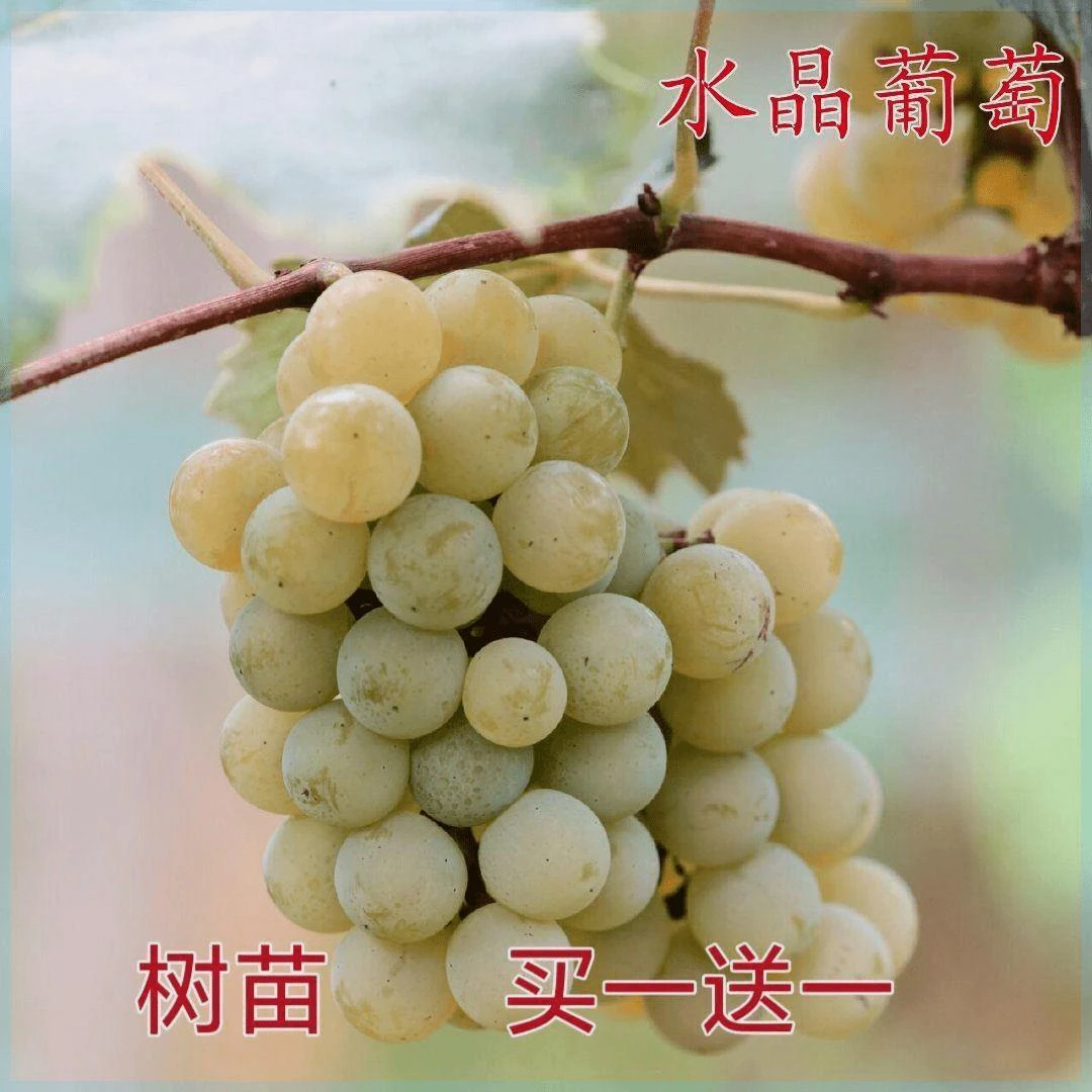 新品种水晶葡萄树苗南方北方无核葡萄苗盆栽地栽老品种青提葡萄树
