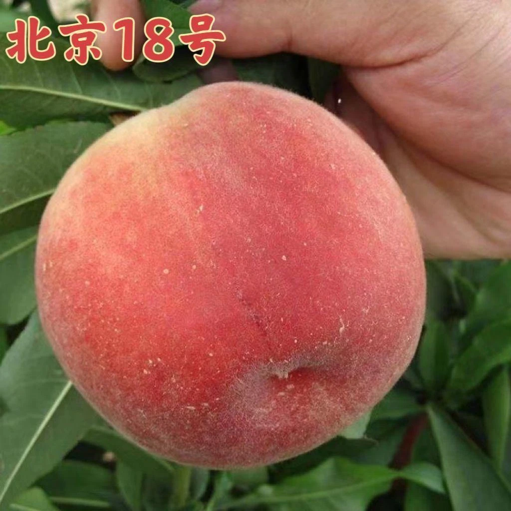 桃苗特大北京18号桃苗嫁接中华寿桃苗南北方种植盆栽地栽当年结果