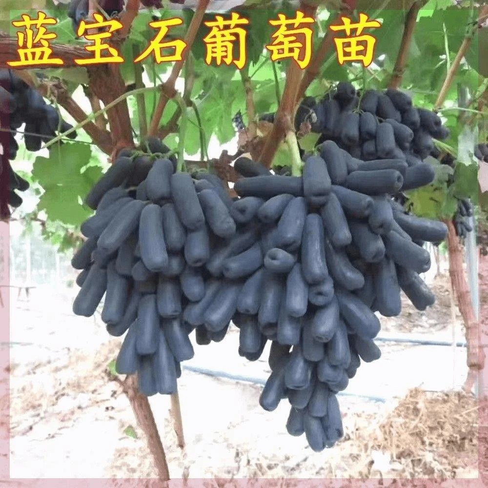 甜蜜蓝宝石葡萄苗 好种植易打理易成活抗严寒耐高温带土发货包邮