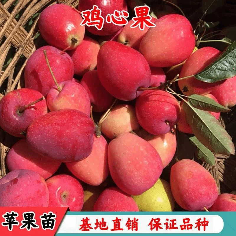 鸡心果树苗东北耐寒苹果树南北方种植苹果树苗鸡心果树苗当年结果
