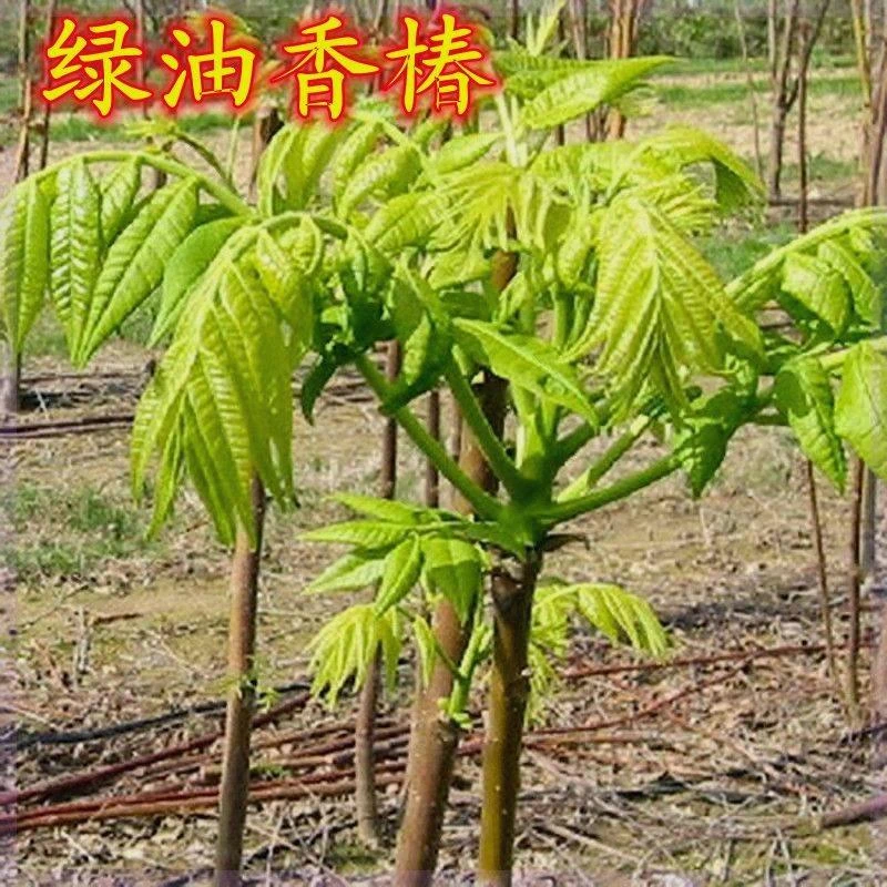 绿油香椿苗食用南北方种植抗寒盆栽地栽好吃红油香椿绿油香椿树苗