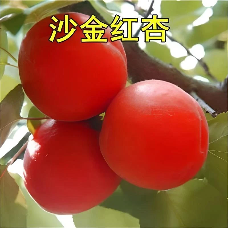 新品正宗沙金红杏嫁接杏树苗耐寒大果杏子树庭院盆栽南北方种植