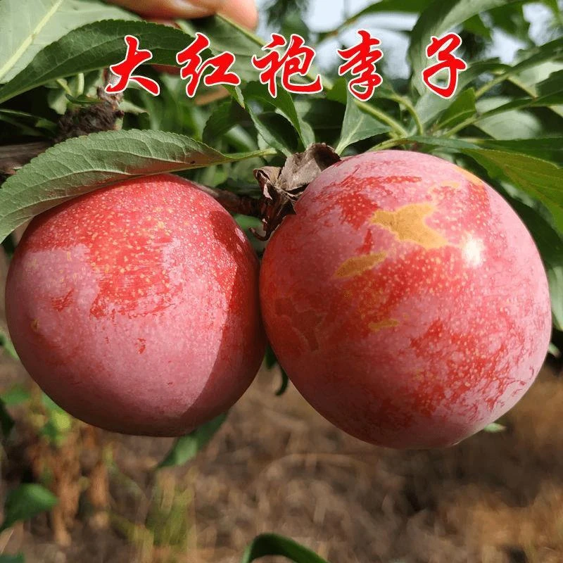 大红袍李子树苗离核香味浓酸味少嫁接李子苗全国种植易活高产果树