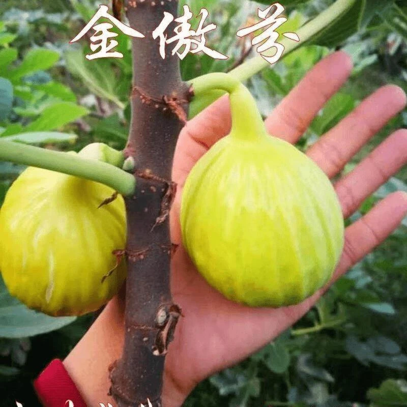 耐寒金傲芬无花果苗黄色大果美丽亚无花果树苗盆栽地栽当年结果 1