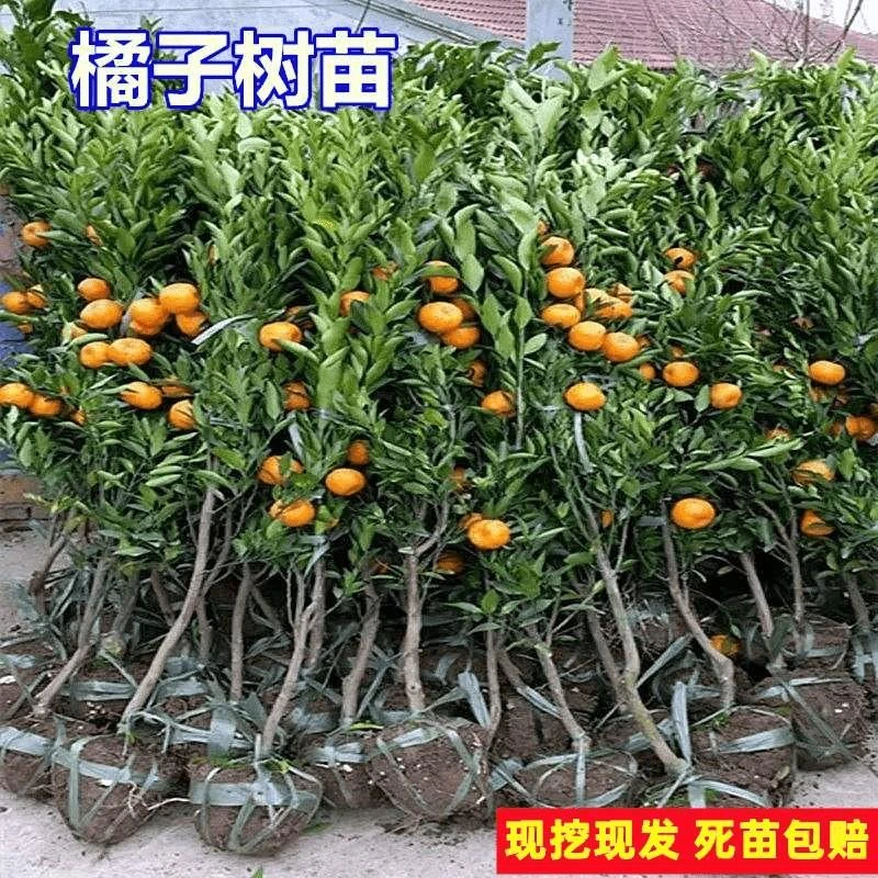 沙糖桔树苗南北方种植无核砂糖橘子嫁接桔子地栽当年结果特大无籽
