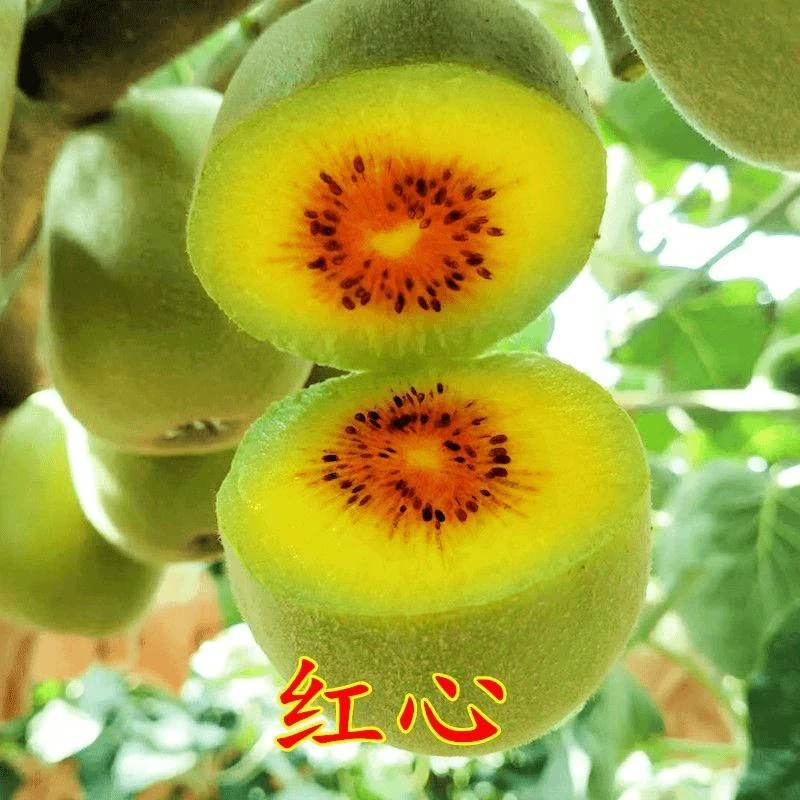 嫁接红心猕猴桃苗南北方种植雌雄同体猕猴桃树苗地栽盆栽当