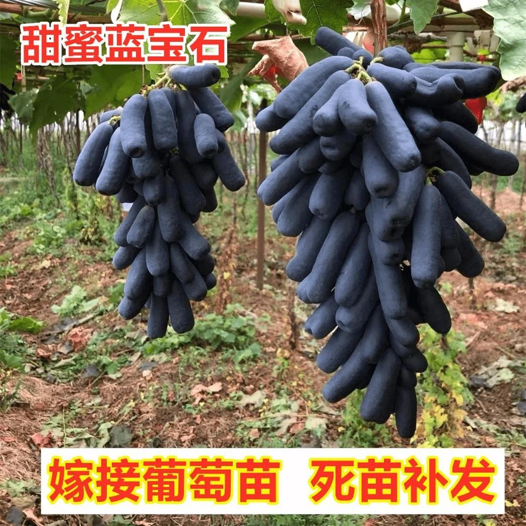 嫁接蓝宝石葡萄树苗无核月光之泪葡萄苗南方北方种植果树盆栽地栽