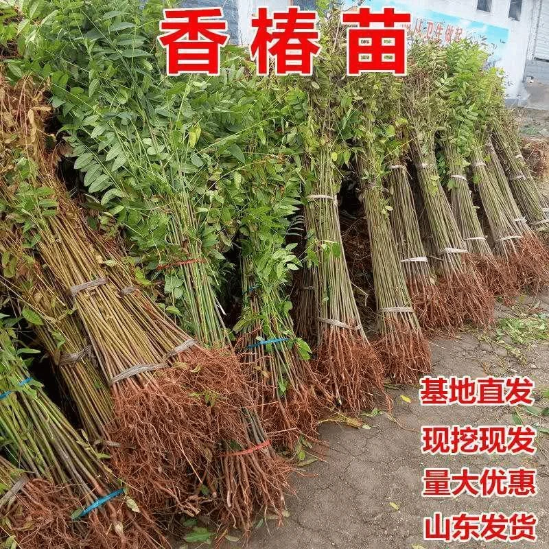 红油香椿苗树绿油香椿树苗产量高四季食用椿树苗盆栽地栽香椿树苗