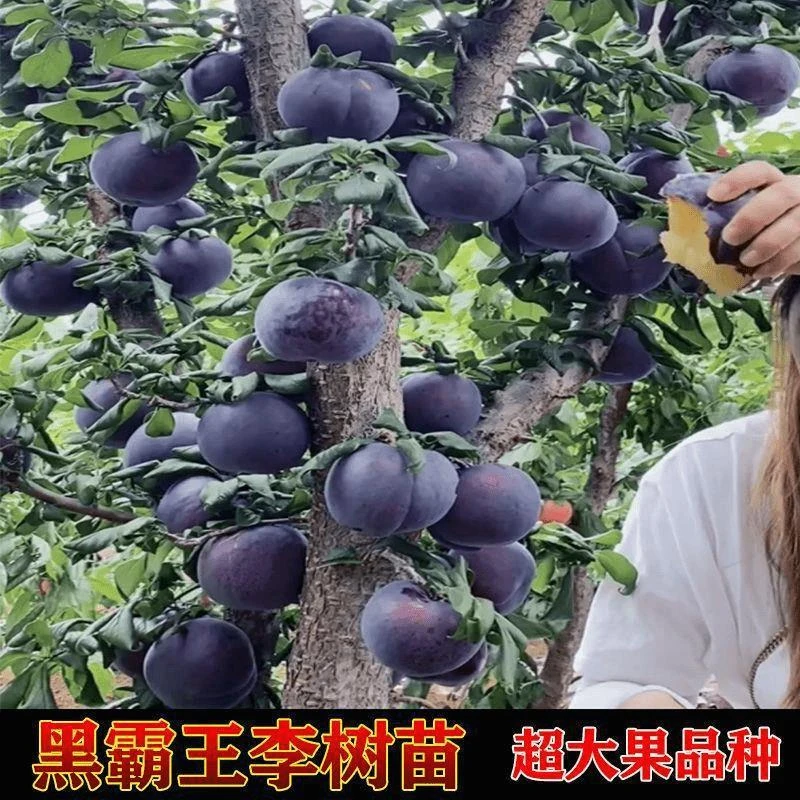黑霸王李子树苗荷兰特大脱骨李子苗嫁接李子苗南北方种植当年结果