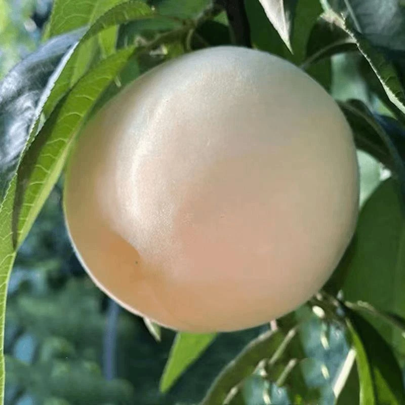 白玉桃树苗嫁接白桃苗新品种南方北方种植正宗白如玉桃苗盆栽地栽